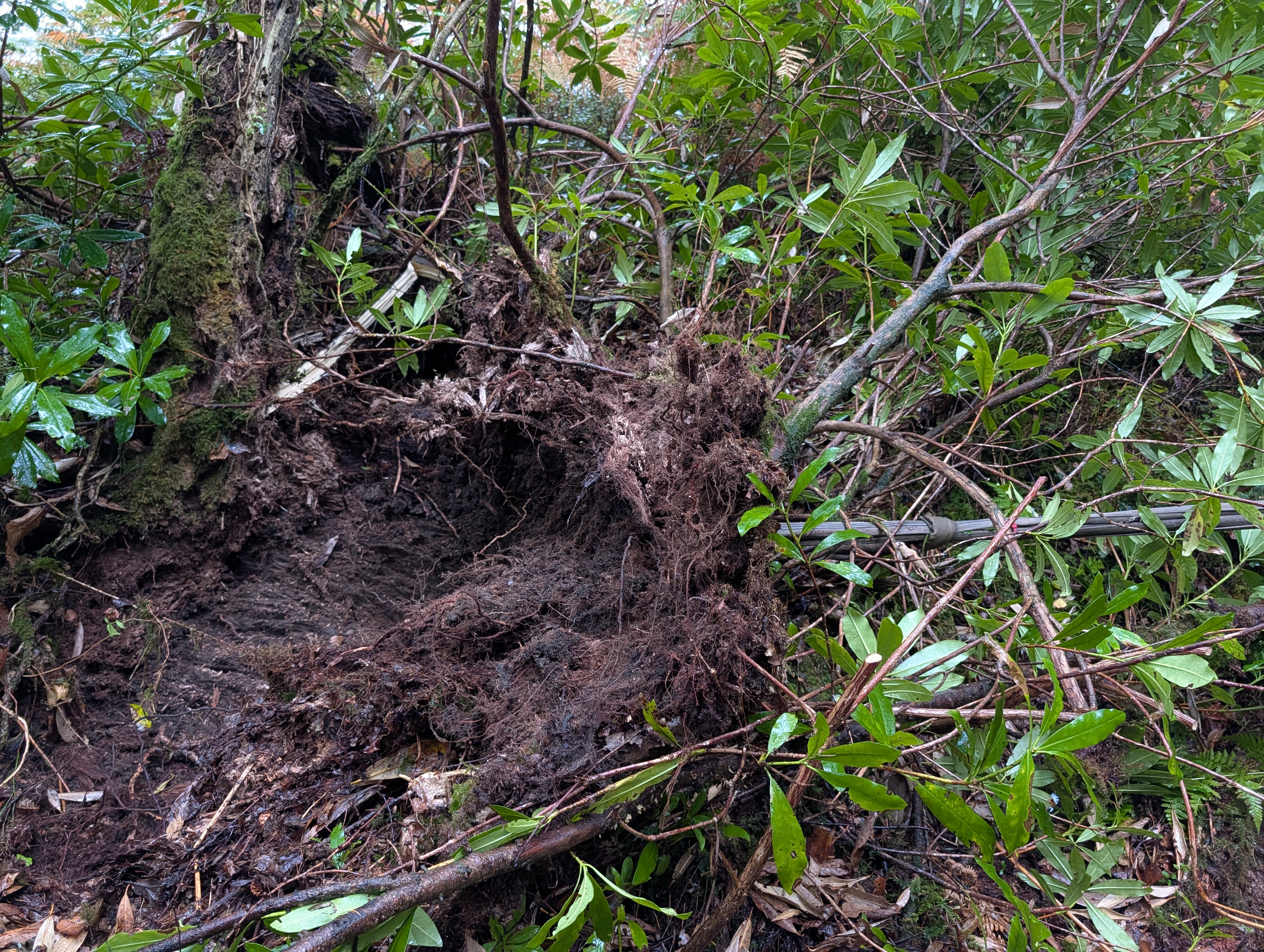 Rhododendron Roots